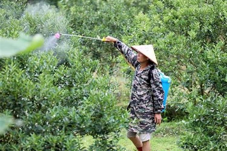 果园守护者的智慧：慎选农药，保护果树