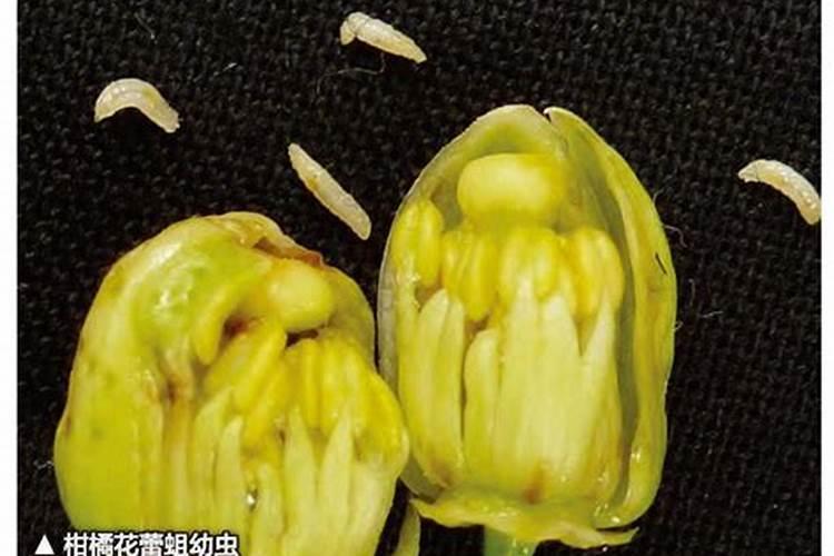 柑橘花蕾蛆的克星：有效农药选择与应用指南