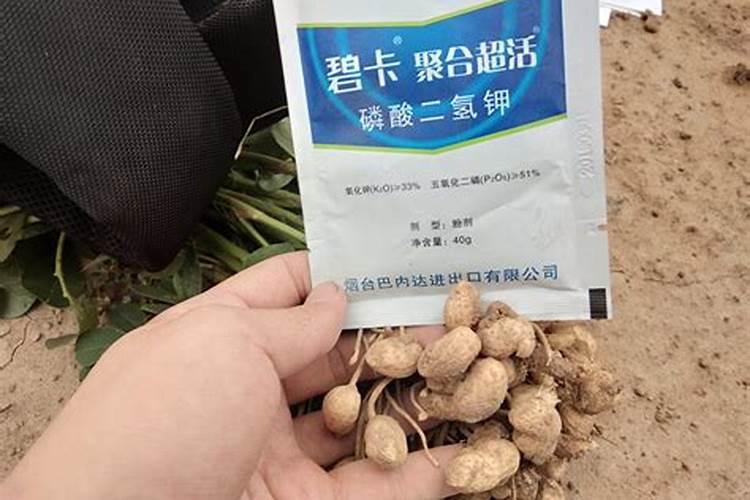 叶面肥的妙用：助力花生高产之路