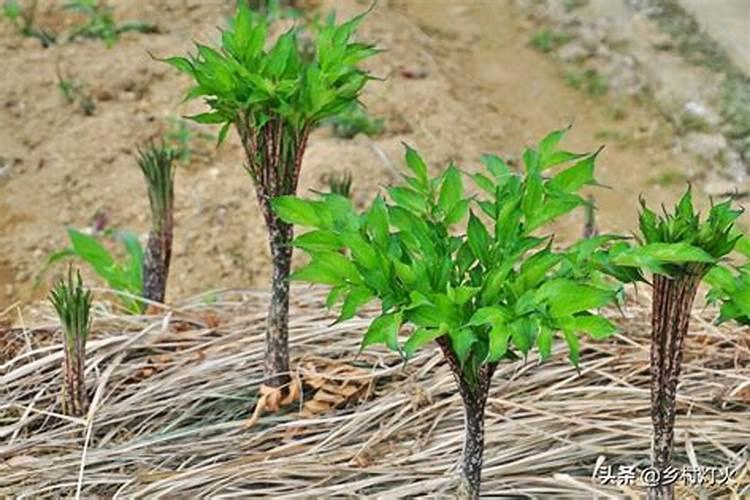 种植魔芋的五大措施