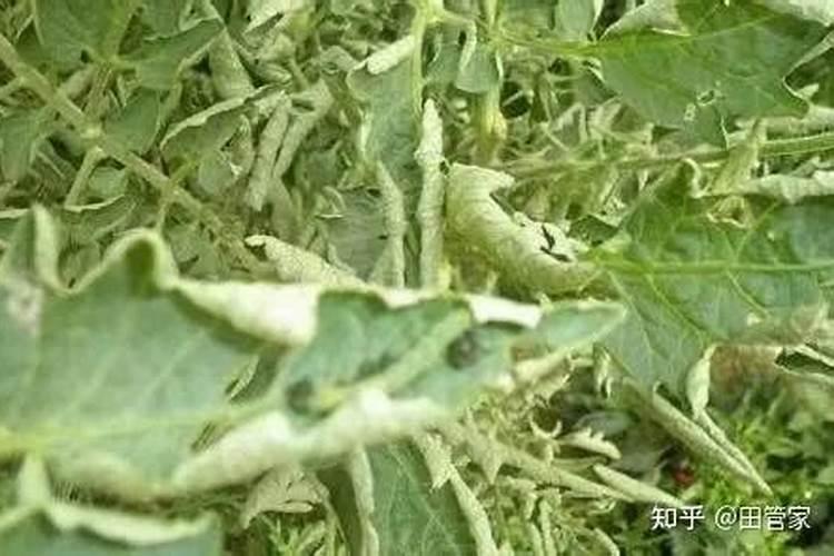 揭秘番茄卷叶黄叶的真相：原因分析与应对策略