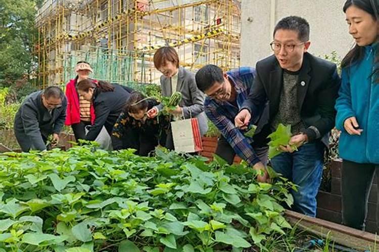 冬季温室蔬菜换茬：掌握关键，确保健康生长