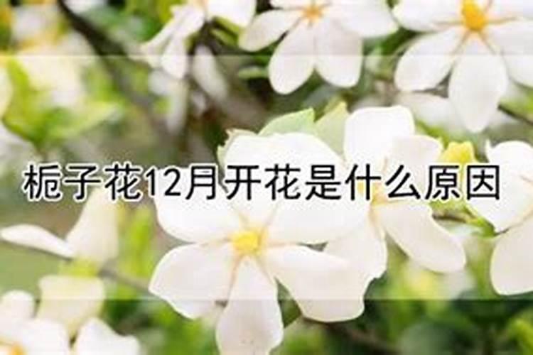 栀子花12月开花是什么原因？