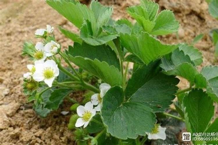 如何通过假植促进草莓花芽分化？