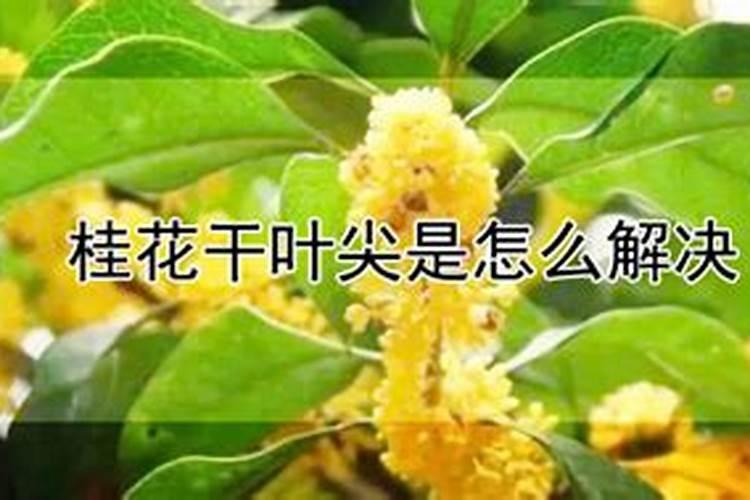 桂花干叶尖是怎么解决？