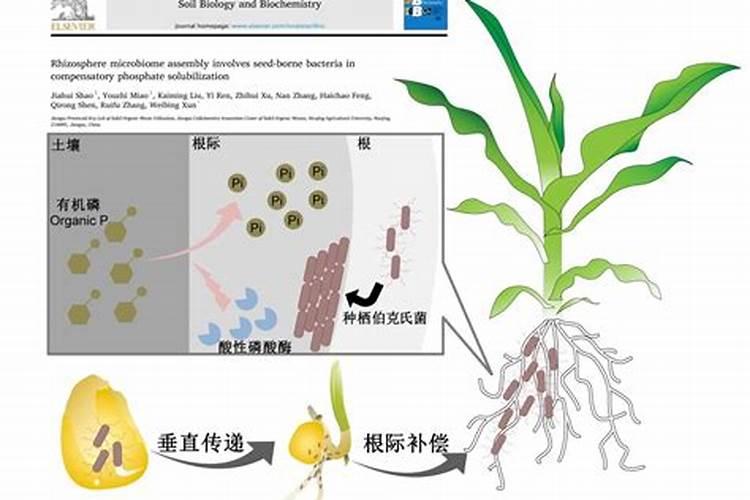 有机菌肥的绿色奇迹：土壤与作物的双重守护神