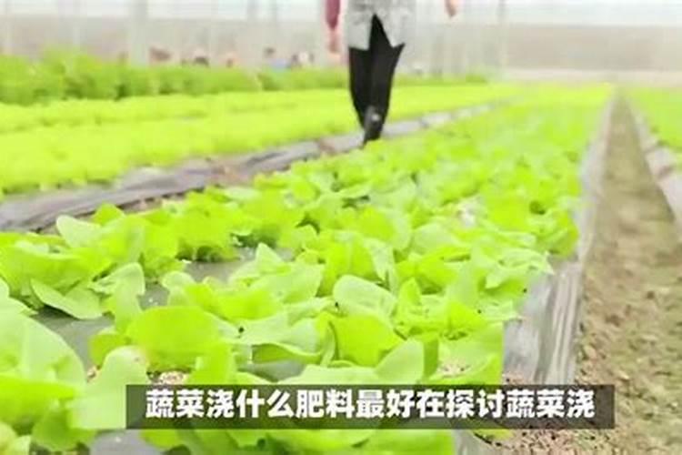 绿意盎然：蔬菜施肥的科学与艺术