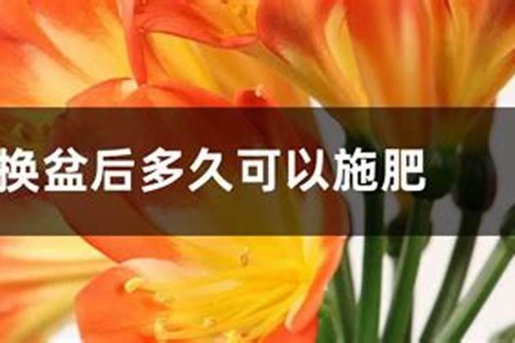 君子兰换盆后多久可以施肥？