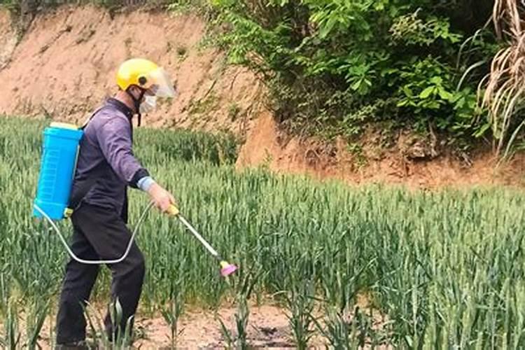 棉花遭遇连阴雨抓紧应对巧管理