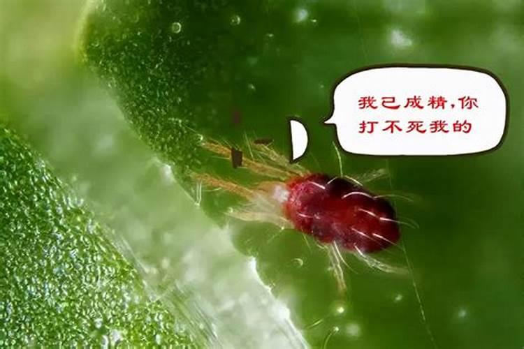 出现抗药性虫害怎么办？抗药性虫害的解决方法