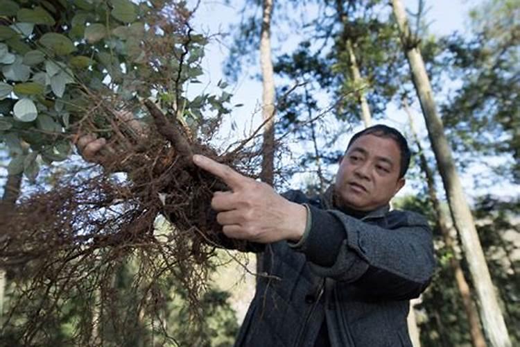 乌药种植时需要底肥吗