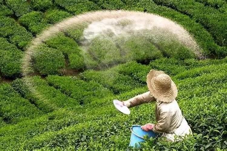 雨天施肥，效益增还是减？——复合肥下雨天施用的科学探究