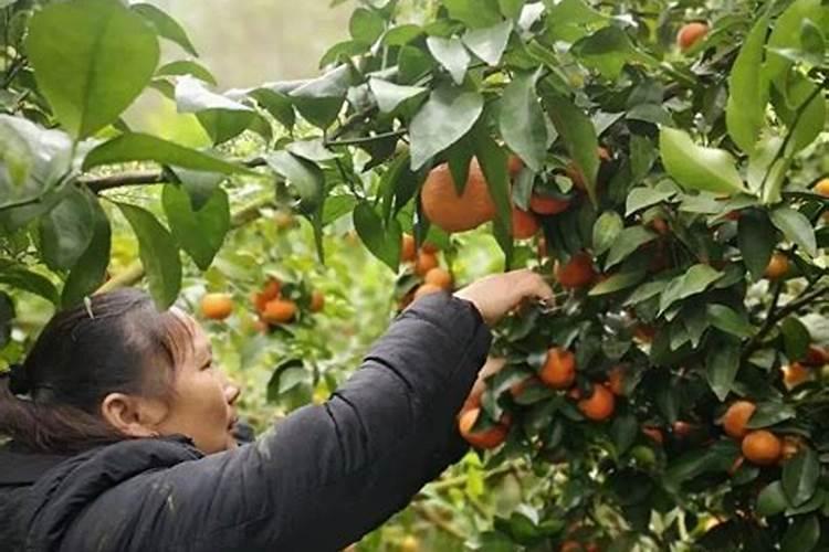 振兴荒废的甘甜宝地：沙糖桔果场的管理与补救之道