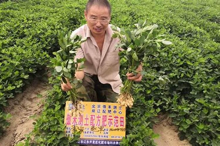 掌握花生打药的最佳时机：确保作物健康成长