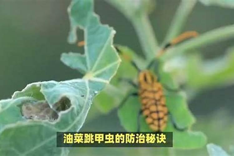 守护绿色田野：高效防治油菜蚜虫的农药选择