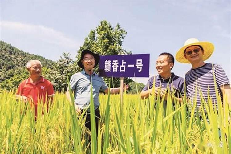 粮食守护者：高温杀虫法的科学要点解析