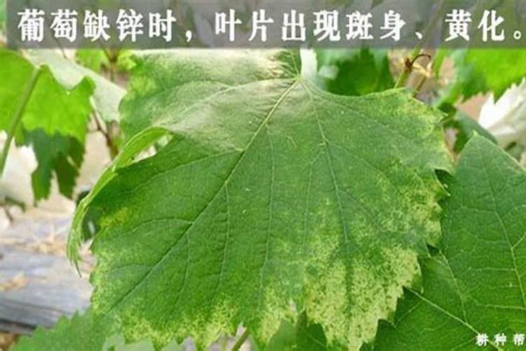 葡萄缺锌症状有哪些？该如何矫正？