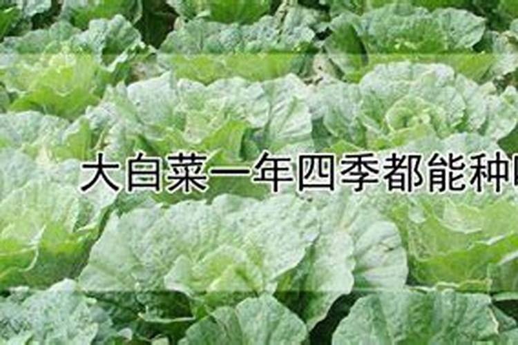 肥东能一年四季种小白菜吗？