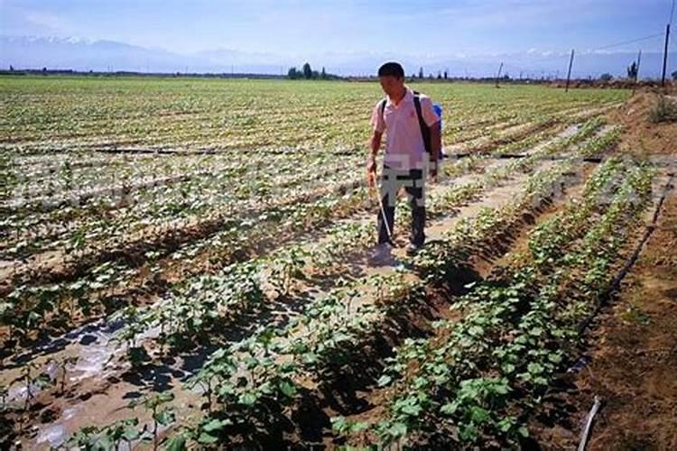 种植无精豆时叶面肥的选择与使用