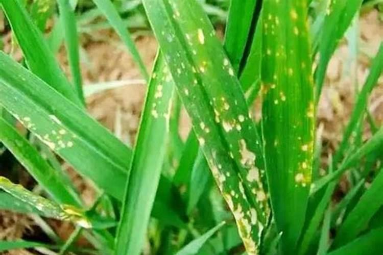 田间的隐形杀手：除草剂药害的症状解析