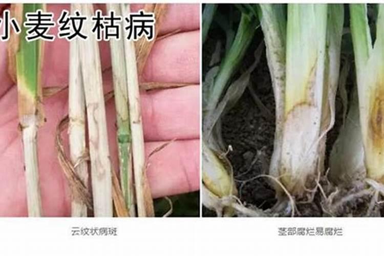 小麦纹枯病怎么预防？