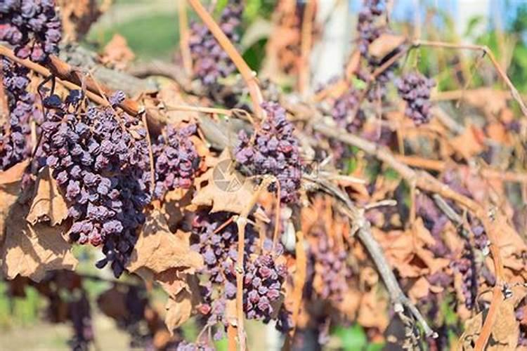 揭秘葡萄种植的最佳时机：季节、气候与农业智慧