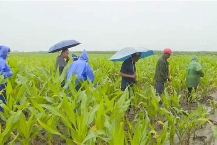 雨季施药需谨慎：确保农作物安全与环境保护的黄金准则