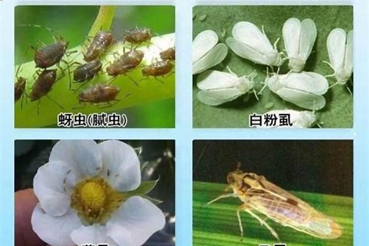 守护绿意盎然：蔬菜蚜虫防治全攻略