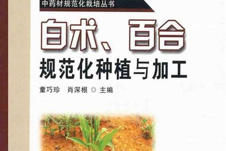 绿色未来：中药白术的种植前景与技术革新