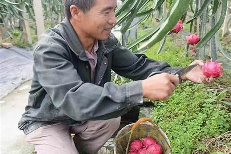 火龙果栽培的艺术：掌握整形剪枝技术，迈向丰收之路