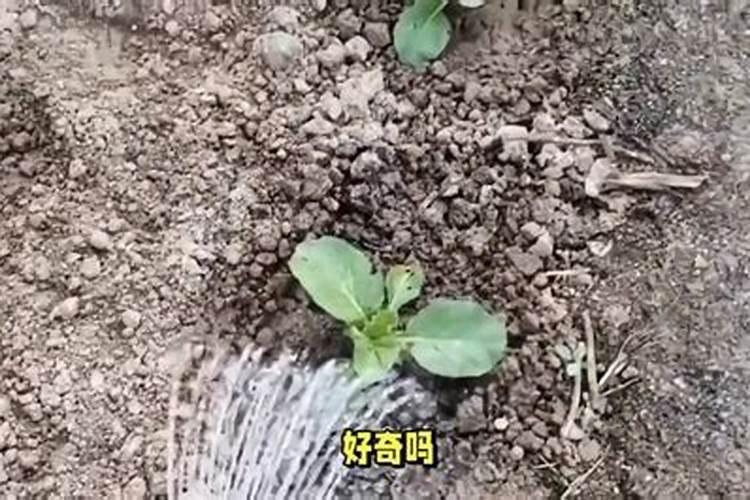 揭秘：钙镁磷肥对植物生长的影响