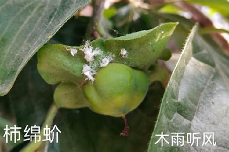 石榴树生虫打什么农药好？