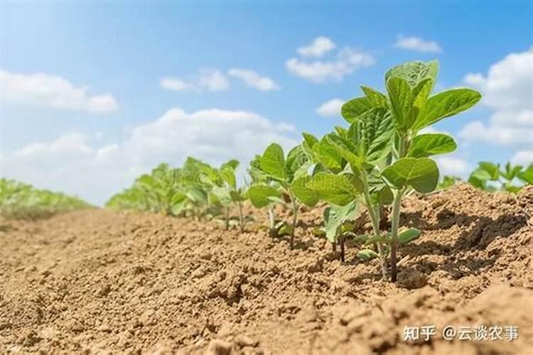 揭秘：多年种植大豆的地块还需要根瘤菌肥吗？