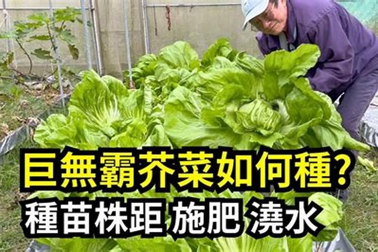 育苗移栽根用芥菜怎样进行配方施肥？