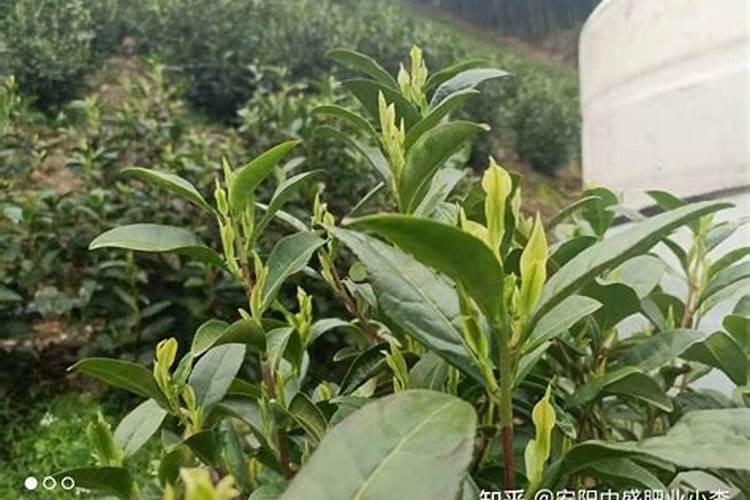 茶树怎么科学施肥？茶树科学施肥的方法