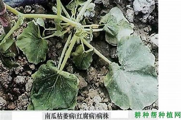 茄子枯萎病用什么药？