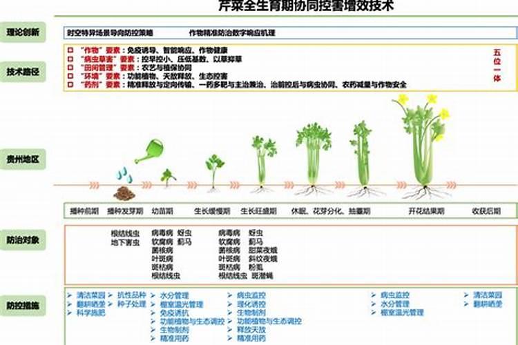 芹菜斑枯病的成因与绿色防控策略