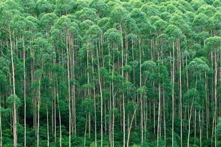 如何种植桉树怎样种植桉树