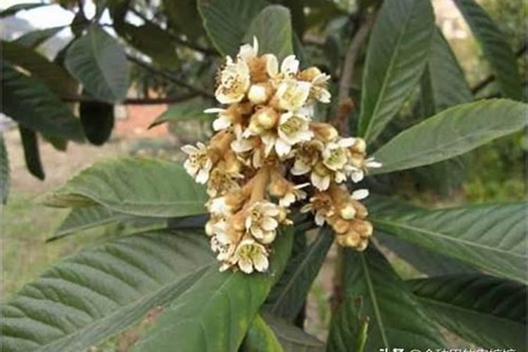 守护枇杷芬芳：科学防治花期病虫害策略