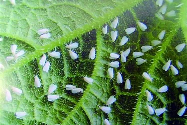 田间守卫者：番茄白粉虱的综合防治策略