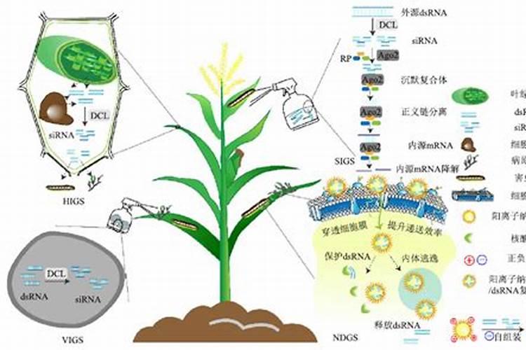 农药使用期限的延长策略：确保农业持续性的关键