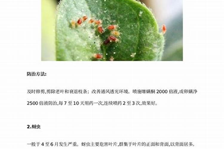 辣椒几种常见病虫害及其防治方法？