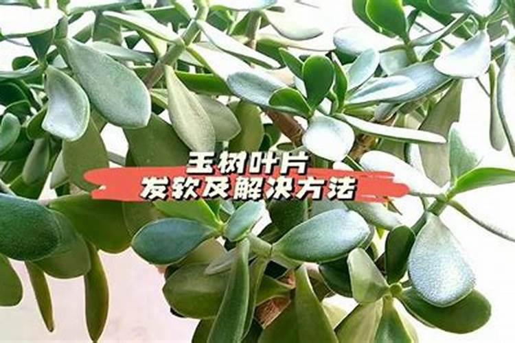 玉树叶子发软原因及防治方法