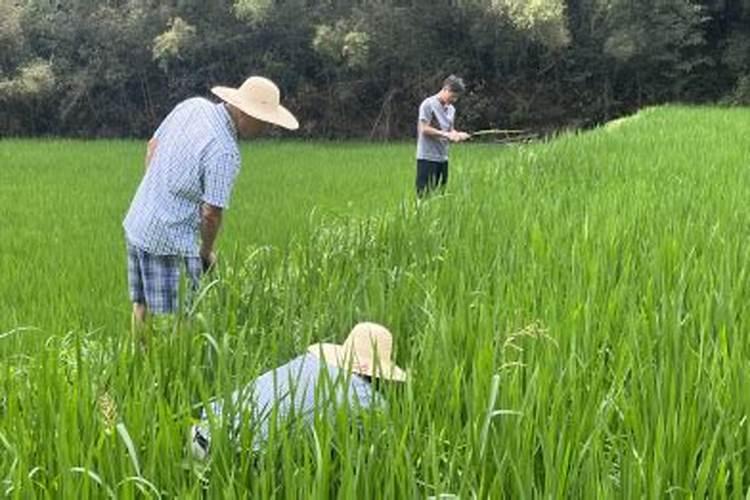 水稻病虫害的防治策略：确保粮食安全的关键步骤