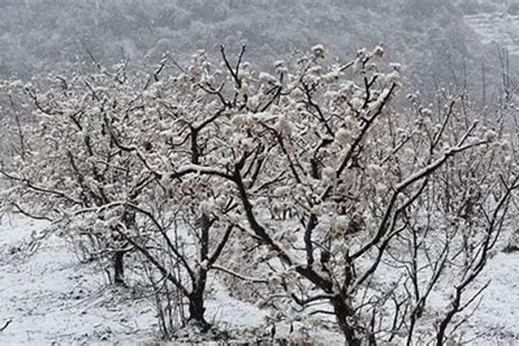 桃树果园雪后如何防冻害？