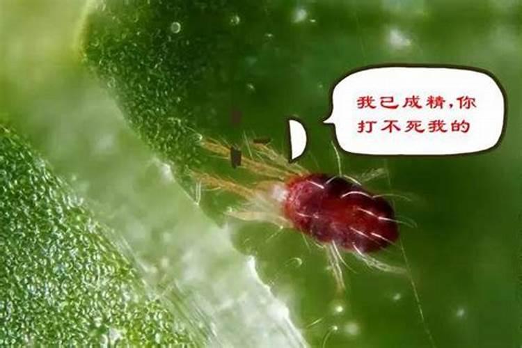 使用克螨特时要注意哪些问题？