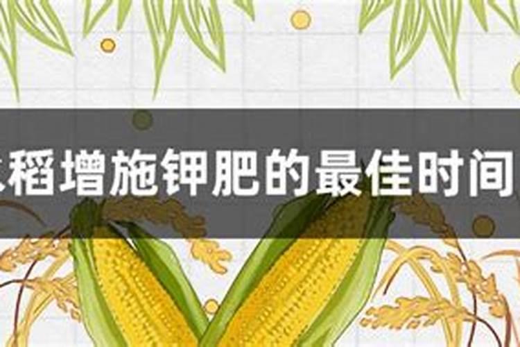 香菜什么时候施钾肥最佳？