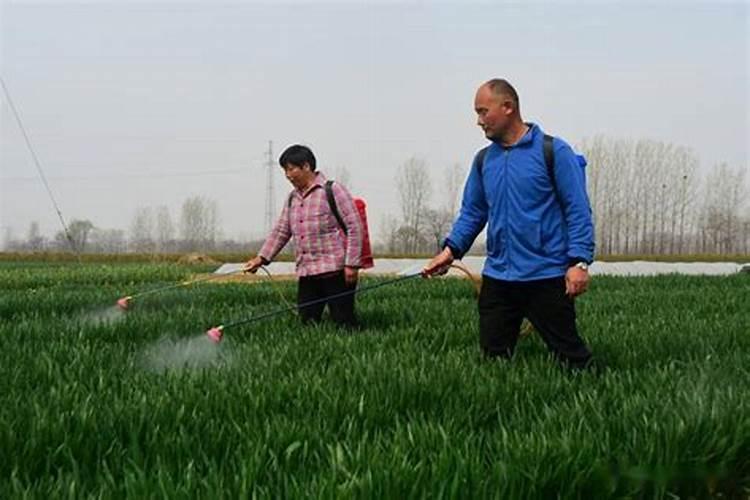 唑林毒死蜱可以防治小麦红蜘蛛吗？