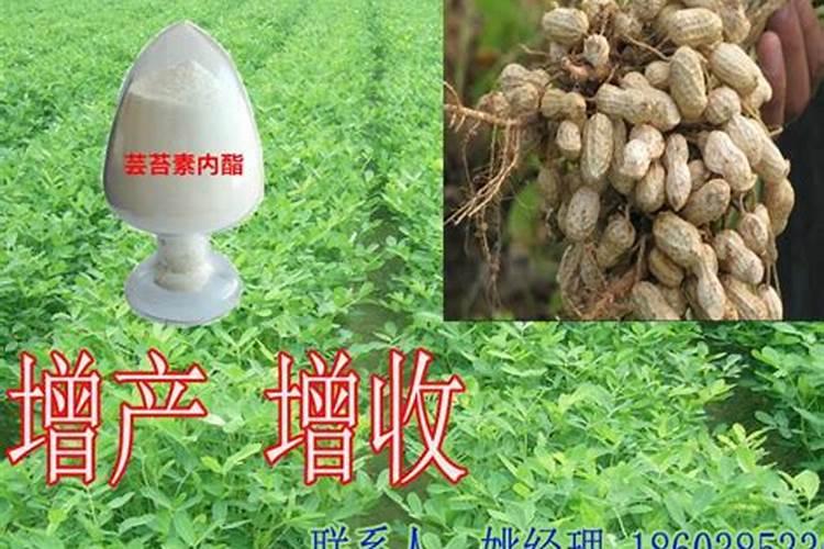 芸苔素内酯在花生怎么用的？