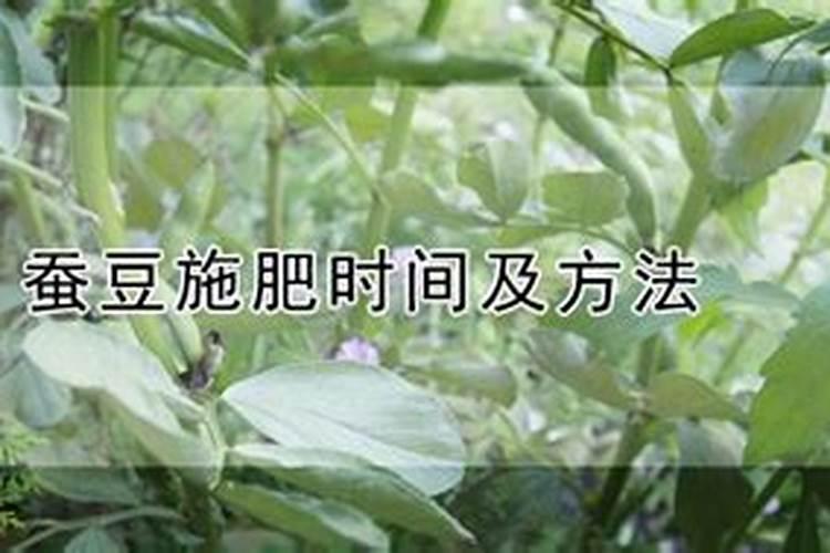 蚕豆施肥全攻略：科学方法助力丰收梦？